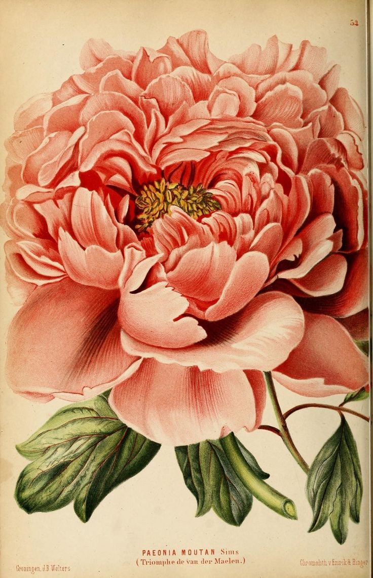 25 Free Printable Vintage Floral Images 25 Free Printable Vintage Floral Images