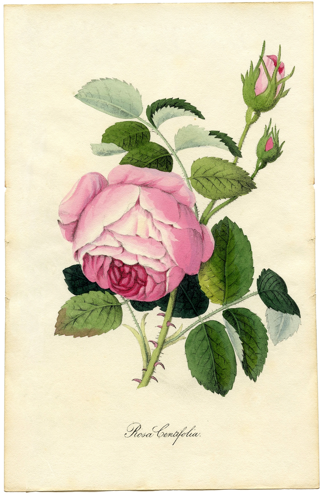 672 Vintage Flower Images The Graphics Fairy 672 Vintage Flower Images The Graphics Fairy