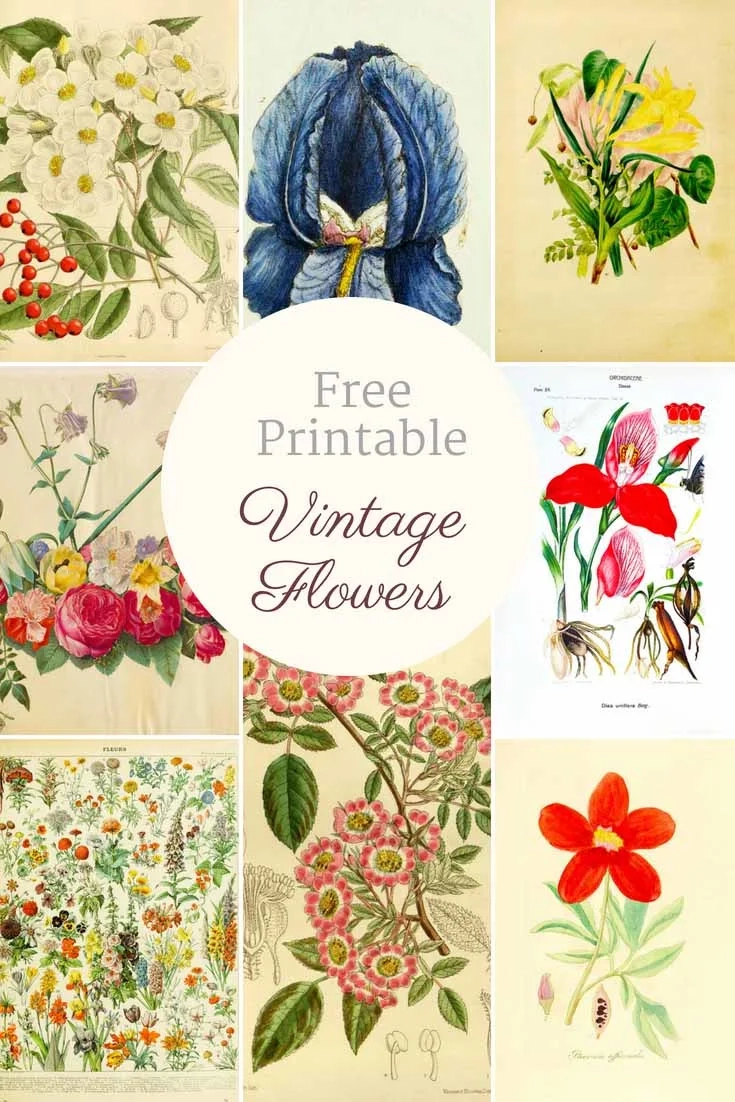 Beautiful Free Vintage Flower Pictures To Download Picture Box Blue Beautiful Free Vintage Flower Pictures To Download Picture Box Blue
