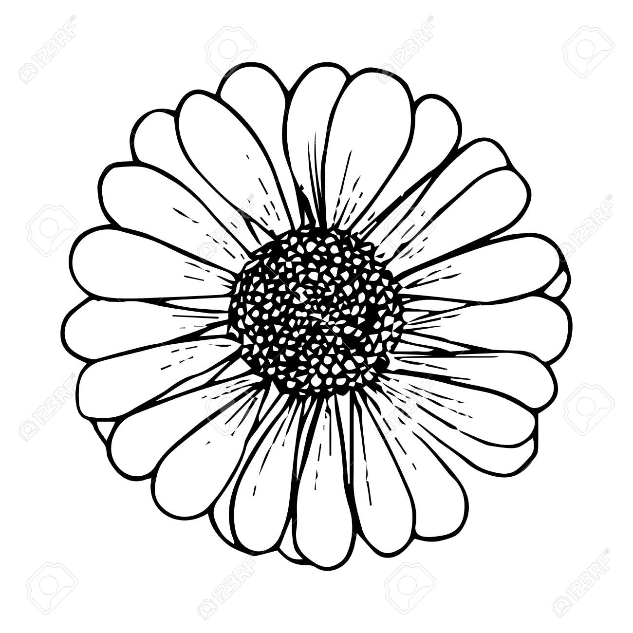 Daisy Flower Black Outline Drawing Isolated On White Background 