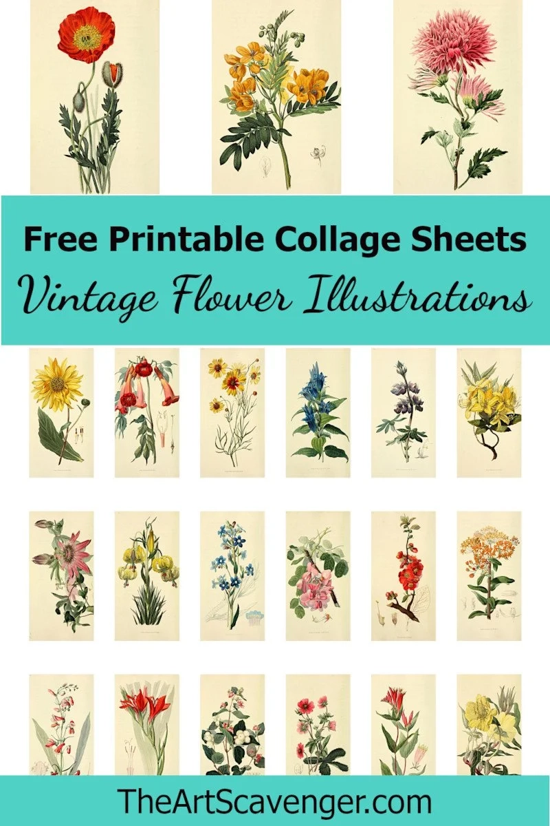 Free Vintage Flower Illustration Collage Sheet Printables The Free Vintage Flower Illustration Collage Sheet Printables The